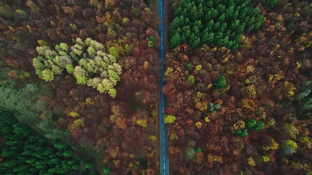 Drohnenaufnahmen vom Herbstwald