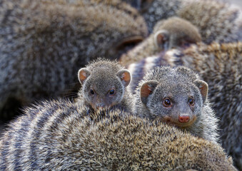 banded mongoose (Mungos mungo), family with baby