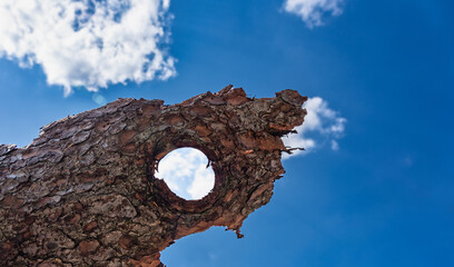 Astloch vor blauem Himmel