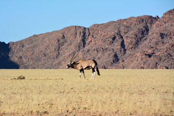 A springbok antelope grazes in the savanna against the background of mountains and blue sky in...