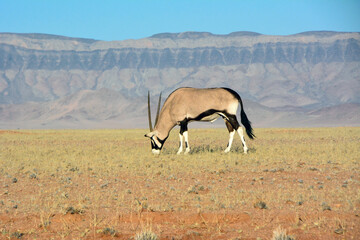 A springbok antelope grazes in the savanna against a blurred background of mountains in Etosha...