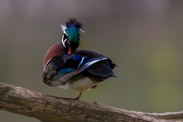 Male Wood Duck preening its feathers on a log