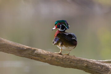 Male Wood Duck standing on a tree limb overhanding a river. 