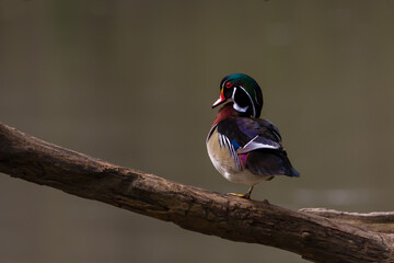 Male Wood Duck standing on a tree limb overhanging a river. 
