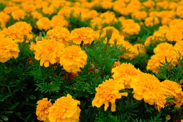 Landscape Photo. Scenic photo of a flower garden view at an amusement park in the Jatinagor area - Indonesia