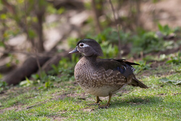 Female Wood Duck standing on the grass at a park. 