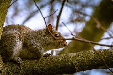 squirrel on a tree