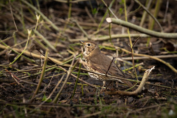 bird on the grass