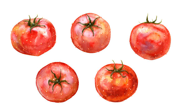 A set of tomatoes with waterdrops, painted in watercolor