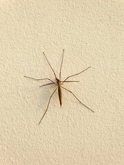 crane fly insect on wall
