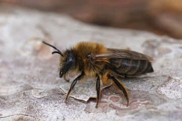 Closeup on a female Early cellophane solitary bee, Colletes cunicularius sitting on wood