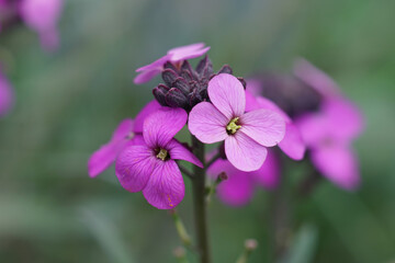 Closeup on the lila flower of the European wallfower, Erysimum cheiri , in the garden © Henk