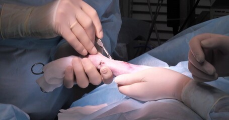 Orthopedic surgery on a broken paw of a cat. A veterinary surgeon makes osteosynthesis of a broken...