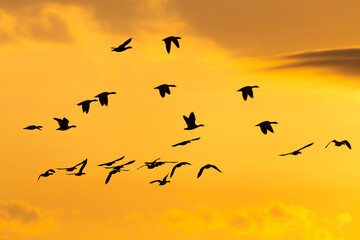 Selective focus view of flock of snow geese in flight seen in silhouette against a yellow sky at sunrise, Quebec City, Quebec, Canada