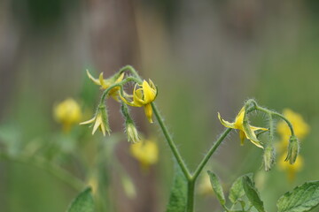 Tomato flower (Also called Solanum lycopersicum, Lycopersicon lycopersicum, Lycopersicon esculentum) on the tree