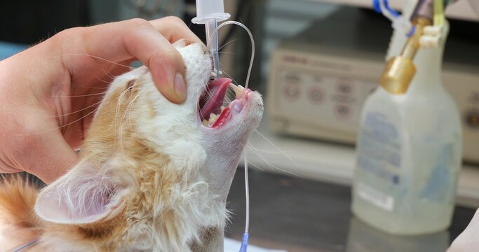 The veterinary assistant holds the cat's head during intubation. Anesthetized cat with a tube in the trachea is preparing for surgery. A veterinary anesthetist prepares a cat for surgery.