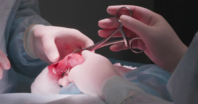 A veterinarian in an operating room places a titanium plate on a broken bone in a cat's paw. The surgeon fixes the plate in the bone with screws and a screwdriver. Osteosynthesis in pets.