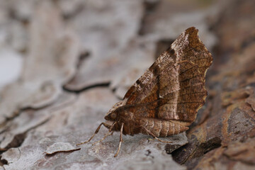 Closeup on the European early thorn geometer moth , Selenia dentaria, sitting with closed wings