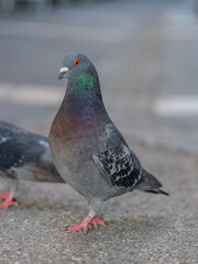 Pigeon
Pigeon biset
Columba livia
