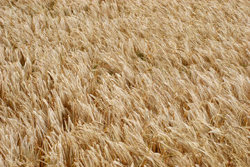 Detailed view of dry wheat in a field