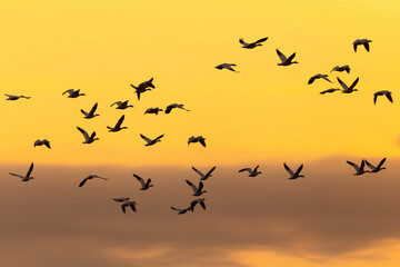 Obraz premium Selective focus view of flock of snow geese in flight seen in silhouette against a yellow sky with a band of clouds at sunrise, Quebec City, Quebec, Canada