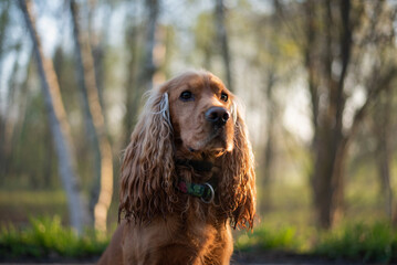 Cocker spaniel w lesie na spacerze  © Elżbieta Kaps