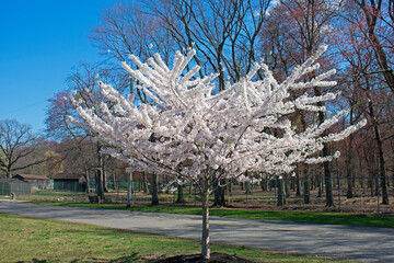 Cherry blossom tree with white flowers in full bloom at Thompson Park, Monroe, New Jersey, on a...