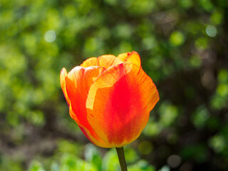 Frühling im Garten