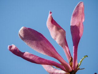 Frühling im Garten
