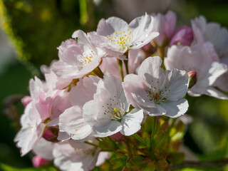 Fr&uuml;hling im Garten