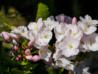 Frühling im Garten