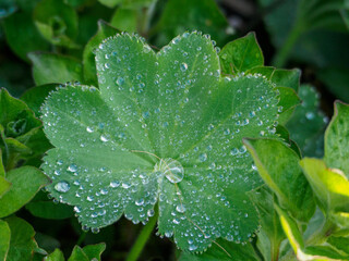 Frühling im Garten