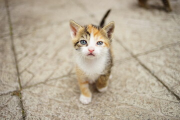 Ginger white kitten walk on the stone floor outdoors