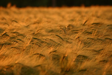 Wheat harvest