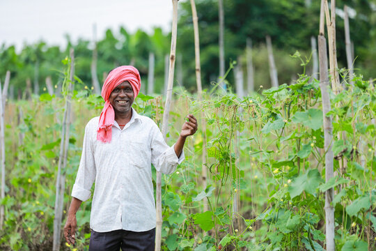 Indian Chinese okra farming , farmer holding baby Chinese okra in farm