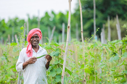 Indian Chinese okra farming , farmer holding baby Chinese okra in farm