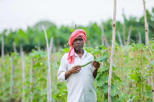 Indian Chinese okra farming , farmer holding baby Chinese okra in farm
