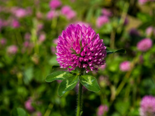 アカツメクサの赤い花