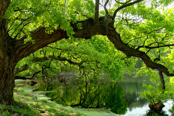 Refreshing morning in Bangokji created by the abundant leaves of the willow tree
