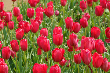 campo di tulipani rossi