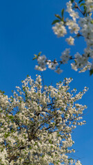 The white blossom of a cherry tree on the background of white clouds. Spring flower trees. Flower tree on the background of the sky.
