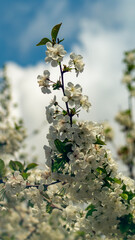The white blossom of a cherry tree on the background of white clouds. Spring flower trees. Flower tree on the background of the sky.