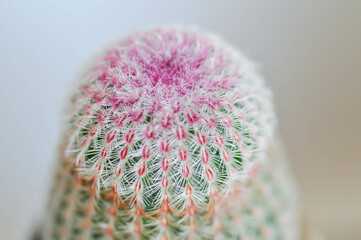 echinocereus pectinatus rubispinus,echinocereus pectinatus or pink cactus or cactus