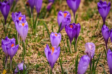 The most popular mountain valley in Poland in spring. Purple crocuses in a clearing in the...