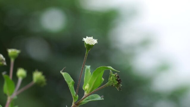 Eclipta alba (Urang-aring, false daisy, false daisy, yerba de tago, Karisalankanni, bhringraj) with natural background. this plant is a species of plant in the sunflower family.