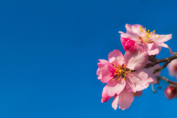Pink blooming tree and blue sky in spring
