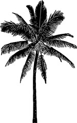 Fototapeta na wymiar Coconut