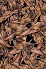 Dry Magnolia Leaf, Autumn