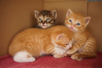Three cute kittens in a cardboard box on a red towel.