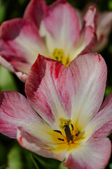 Morges Tulip Park, Switzerland